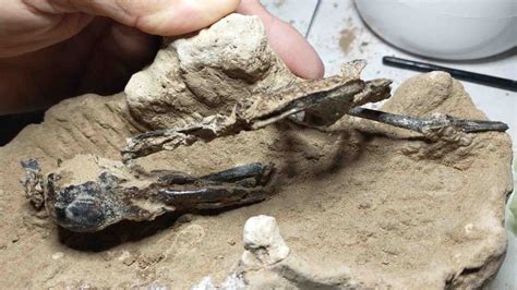 Hallan el fósil de un pájaro carpintero de más de 200,000 años
